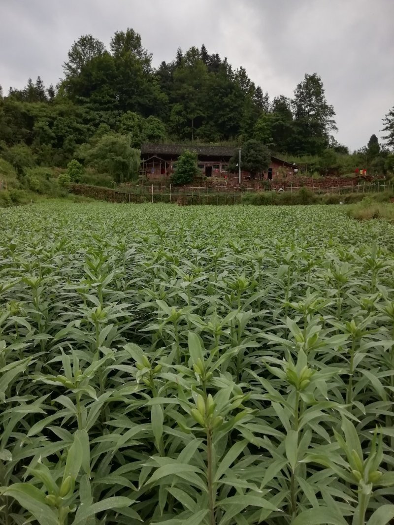龙芽百合