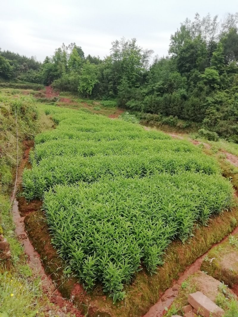 龙芽百合