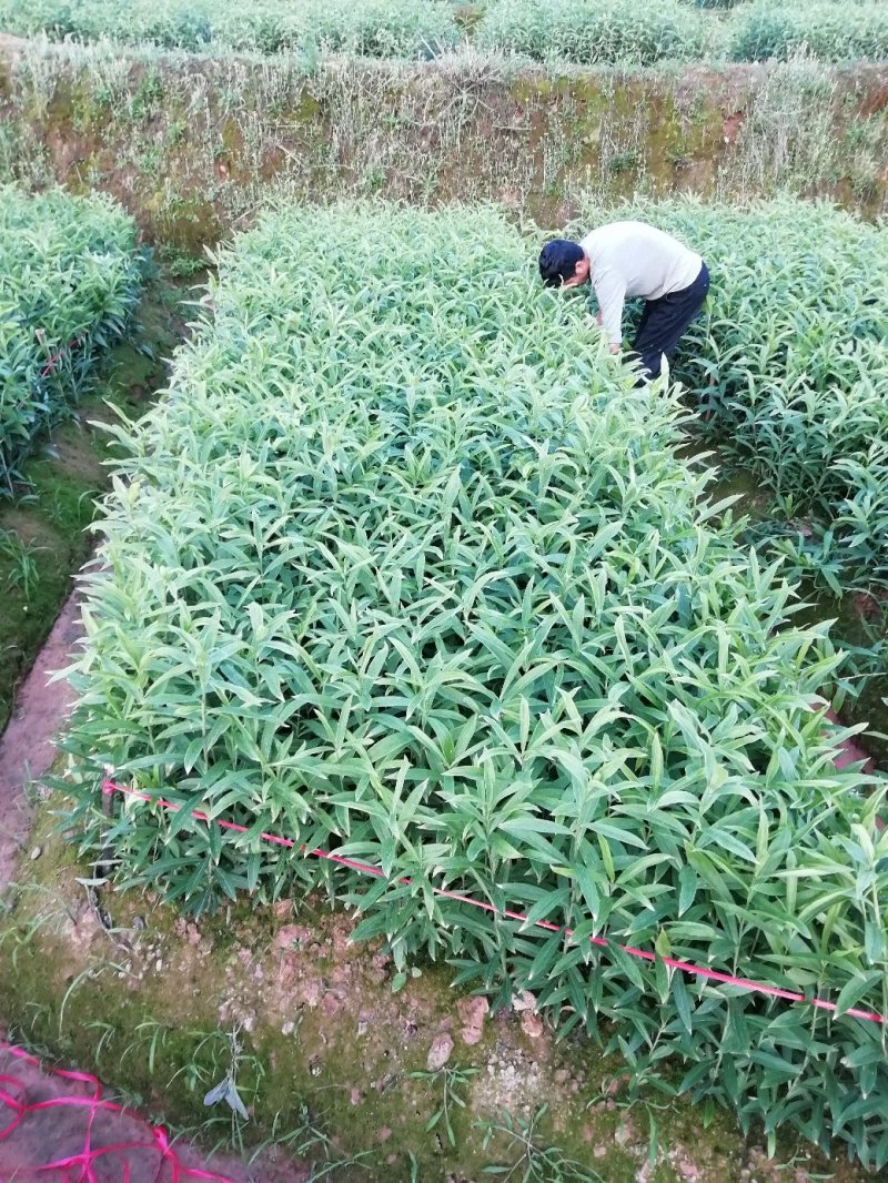 龙芽百合