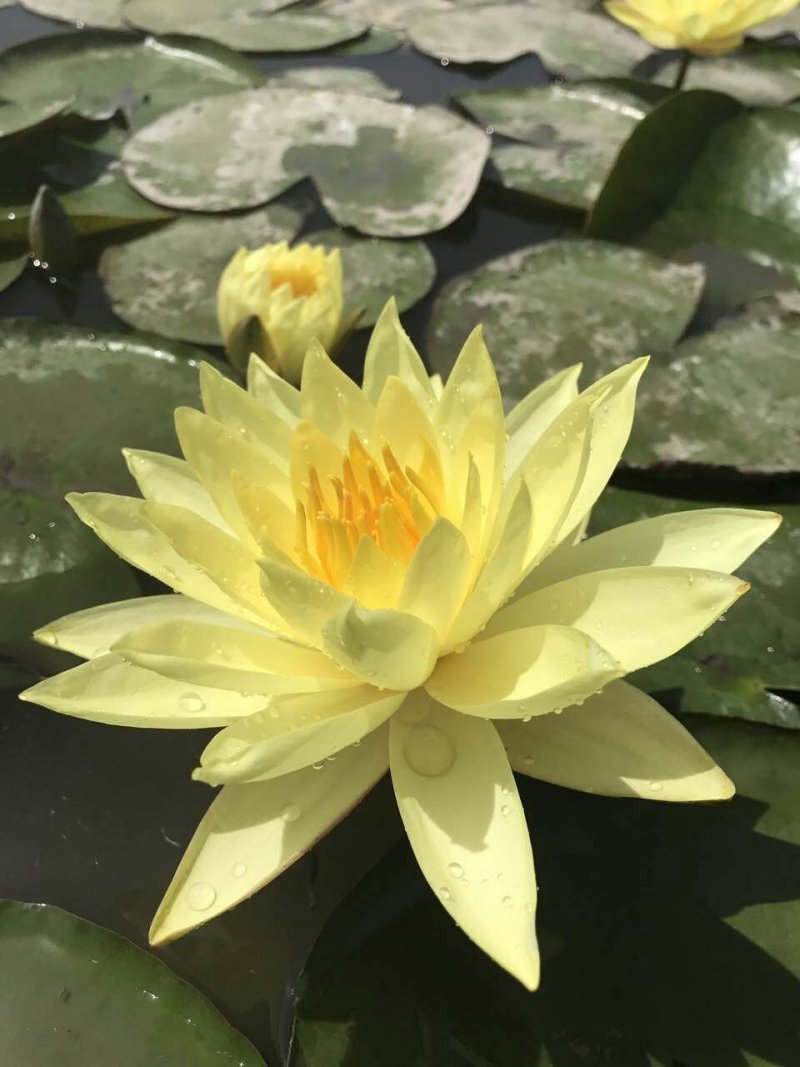 供应睡莲苗/睡莲苗批发厂家