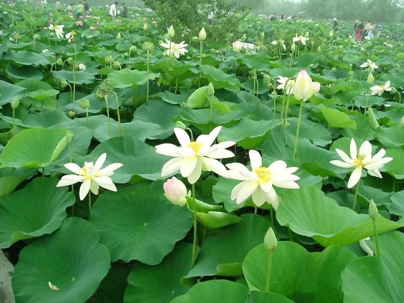 荷花苗批发/精品荷花苗厂家直供