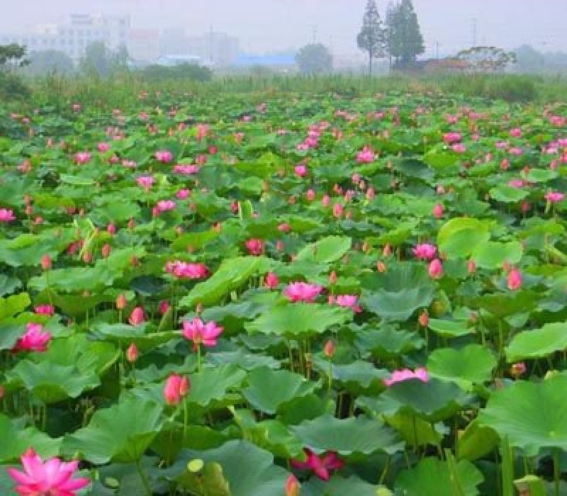 荷花苗批发/精品荷花苗厂家直供