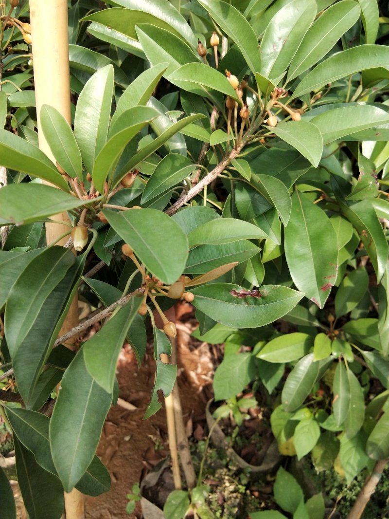 人心果苗当年种植当年结果