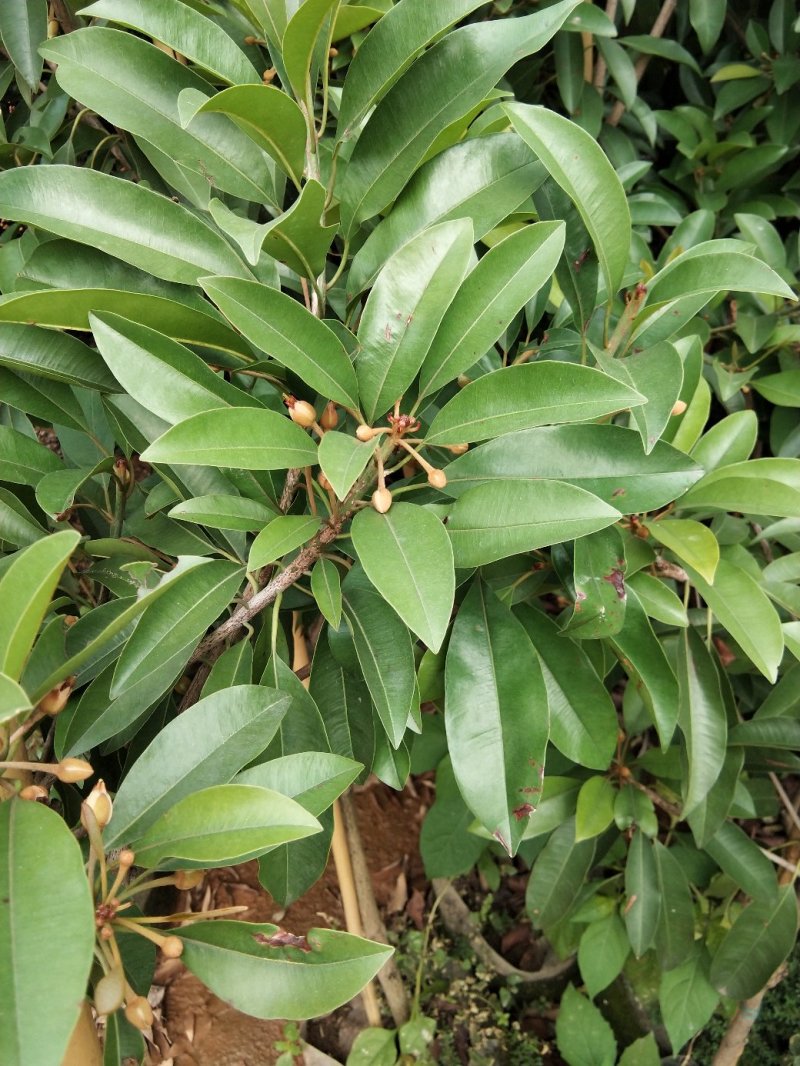 人心果苗当年种植当年结果