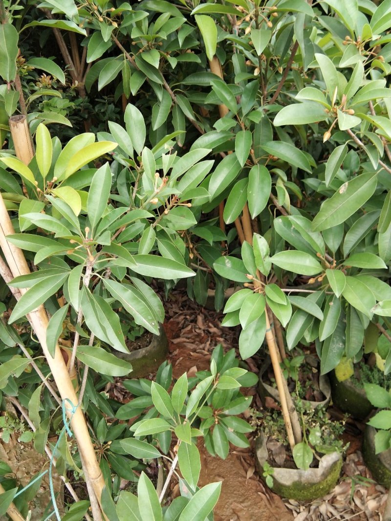 人心果苗当年种植当年结果