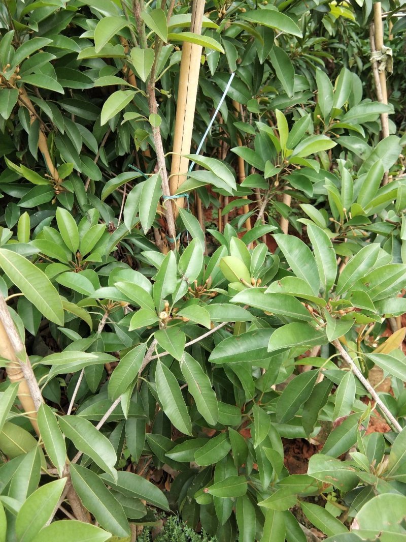 人心果苗当年种植当年结果