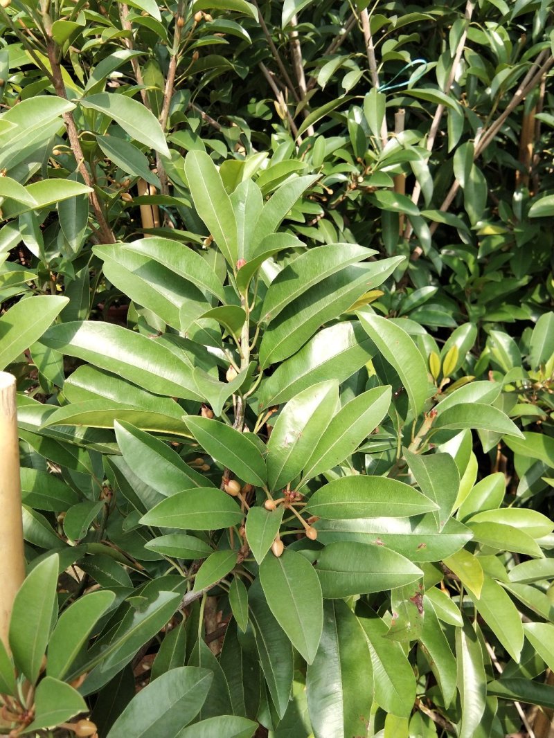 人心果苗当年种植当年结果