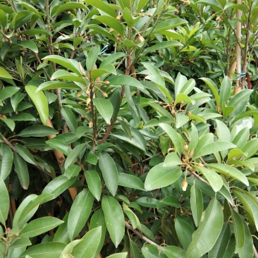 人心果苗当年种植当年结果
