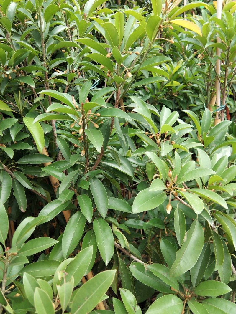 人心果苗当年种植当年结果