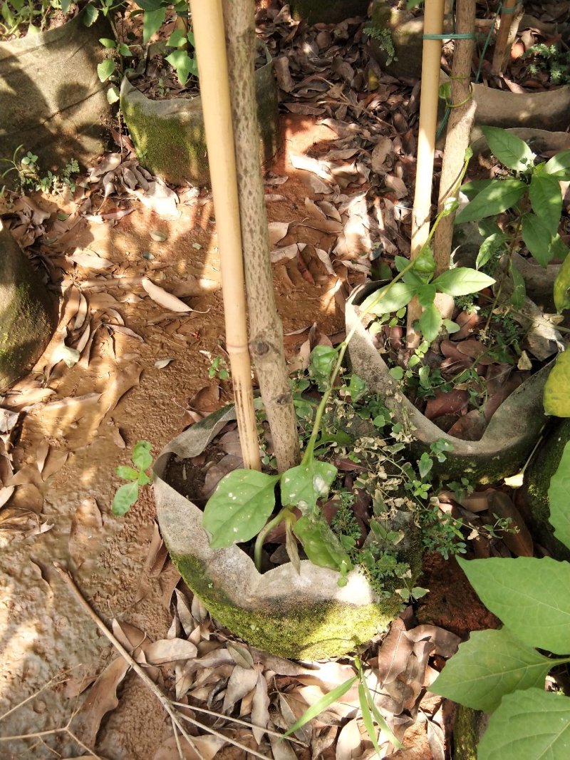 人心果苗当年种植当年结果