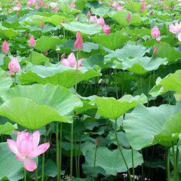 荷花种苗批发/供应北京荷花种苗