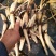 荷花种苗批发/供应北京荷花种苗