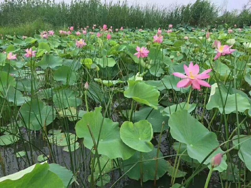 荷花种苗批发/供应北京荷花种苗
