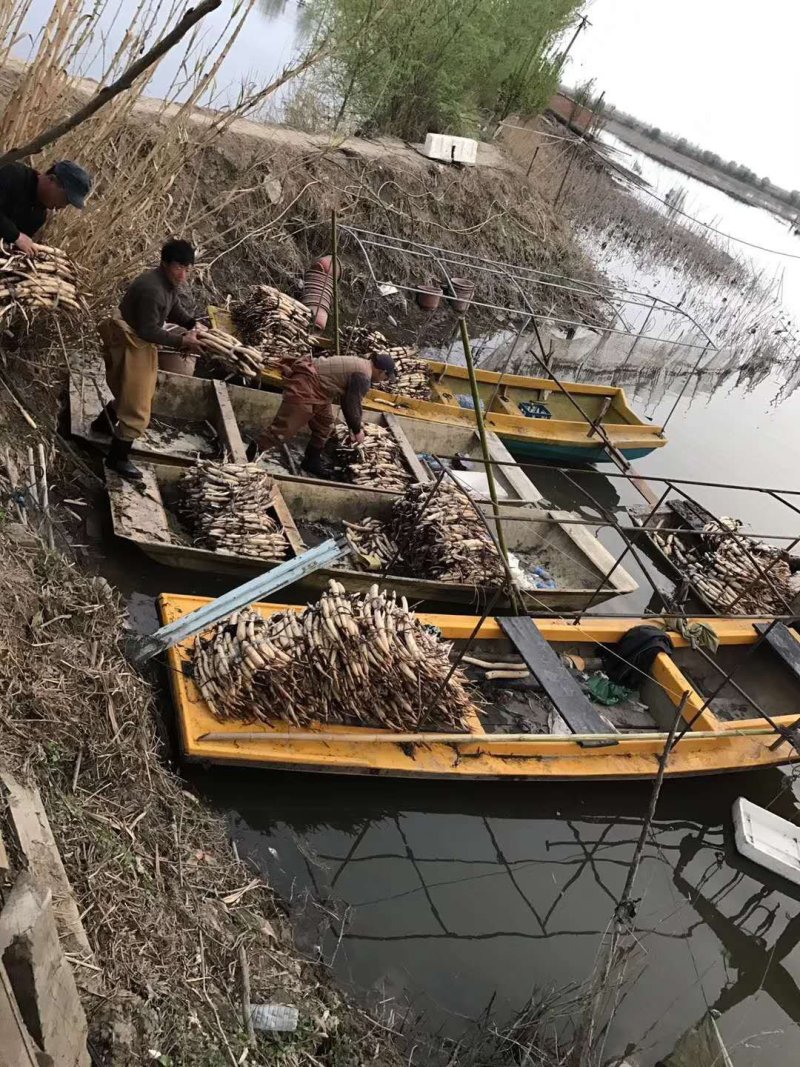 荷花种苗批发/供应北京荷花种苗