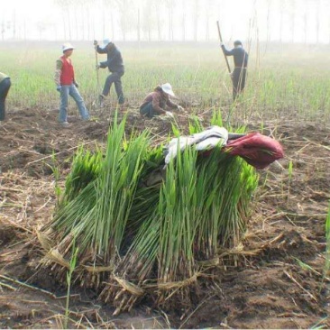 芦苇苗价格/供应北京芦苇苗批发