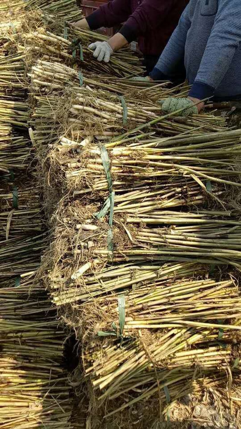 芦苇苗价格/供应北京芦苇苗批发