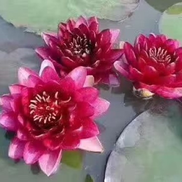 睡莲种苗供应/量大从优