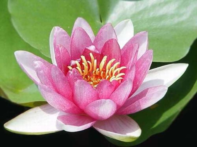睡莲种苗供应/量大从优