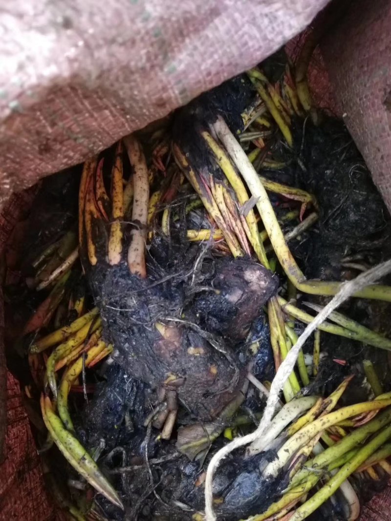 睡莲种苗批发/供应北京睡莲种苗