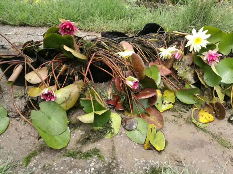 睡莲种苗批发/供应北京睡莲种苗
