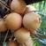 老椰子热带小果毛椰子孕妇水果原装椰子原味椰汁煲汤