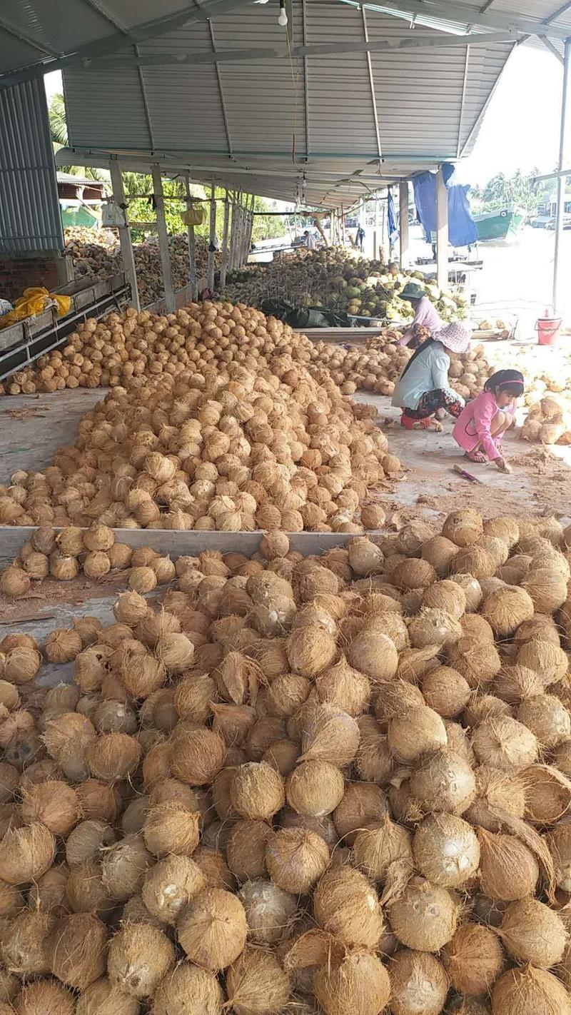 越南老椰椰皇热带特大毛椰子孕妇水果原装椰子原味椰汁煲汤