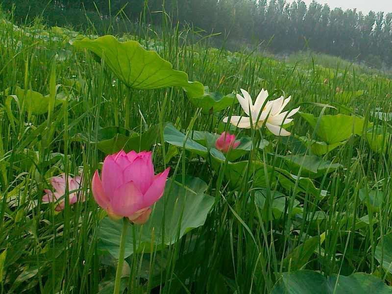 银川芦苇苗批发基地厂家价格芦苇种苗供应报价