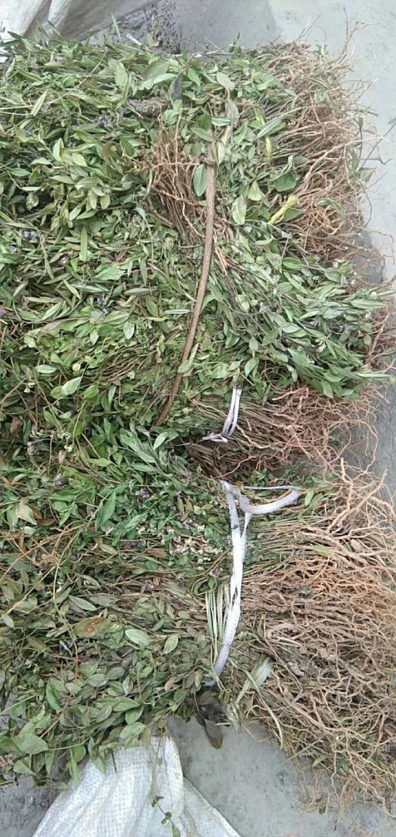 贵州中药材野生瓜子金瓜米草辰砂草量大包邮