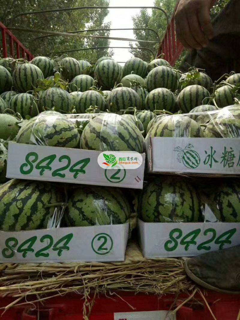 【预售】8424西瓜-基地直供-货源充足/保证质量
