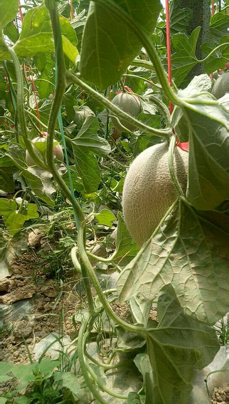 网纹香瓜绿宝甜瓜大量上市
