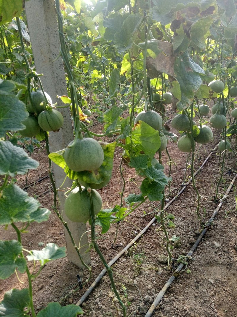 网纹香瓜绿宝甜瓜大量上市