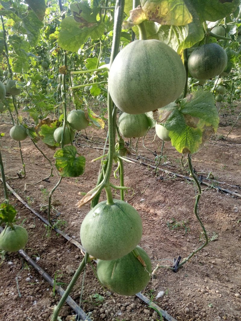 网纹香瓜绿宝甜瓜大量上市