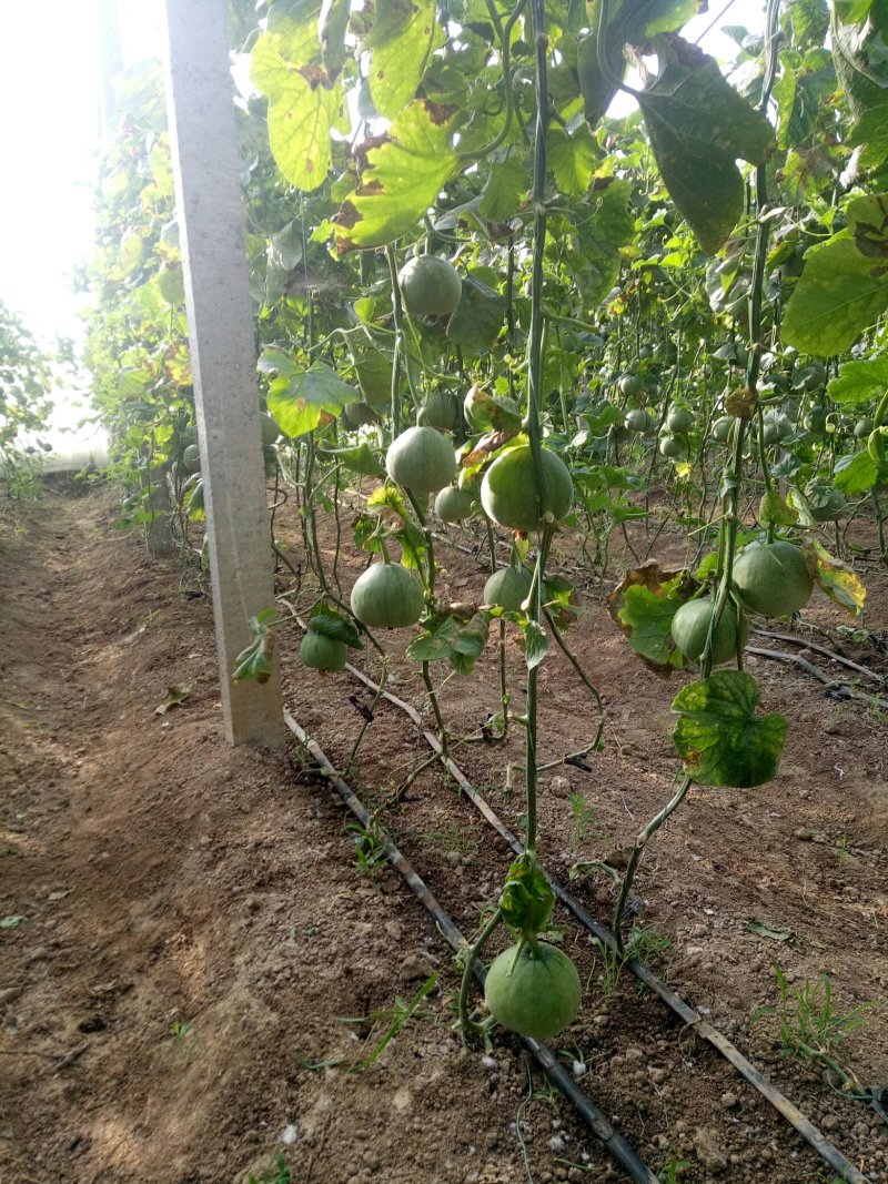 网纹香瓜绿宝甜瓜大量上市