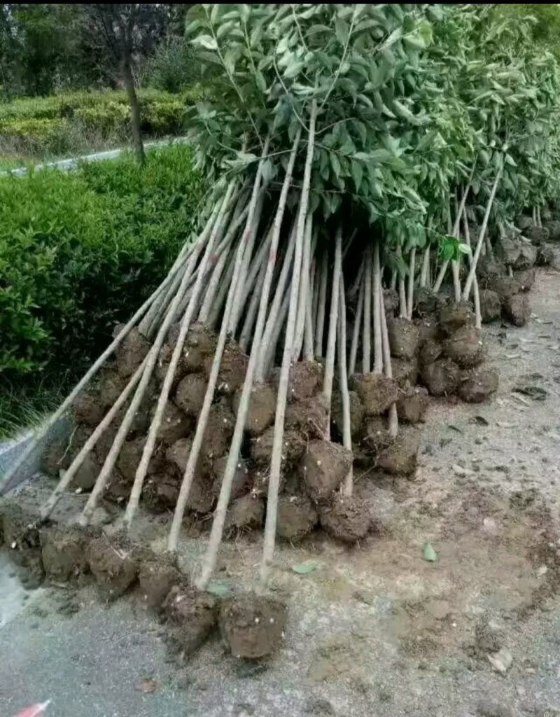 大叶女贞2公分，量大质优