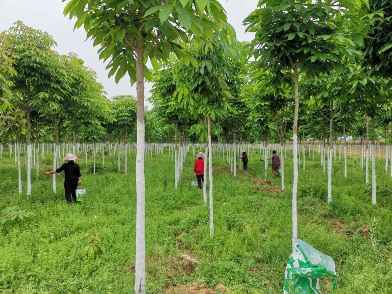 6公分到10公分七叶树