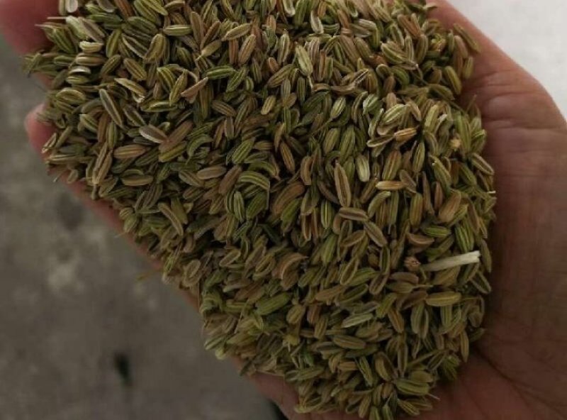 小茴香新货小茴香青茴香干净过筛大货零售批发假一赔十