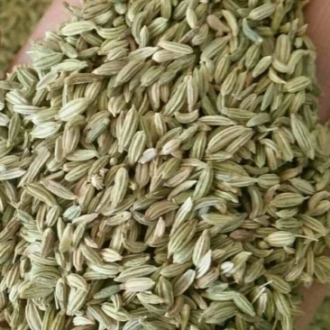小茴香新货小茴香青茴香干净过筛大货零售批发假一赔十