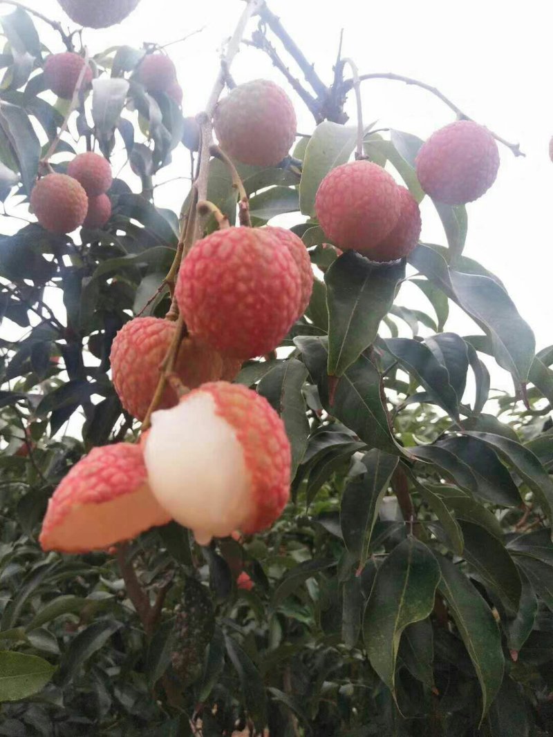 高州荔枝白糖罂