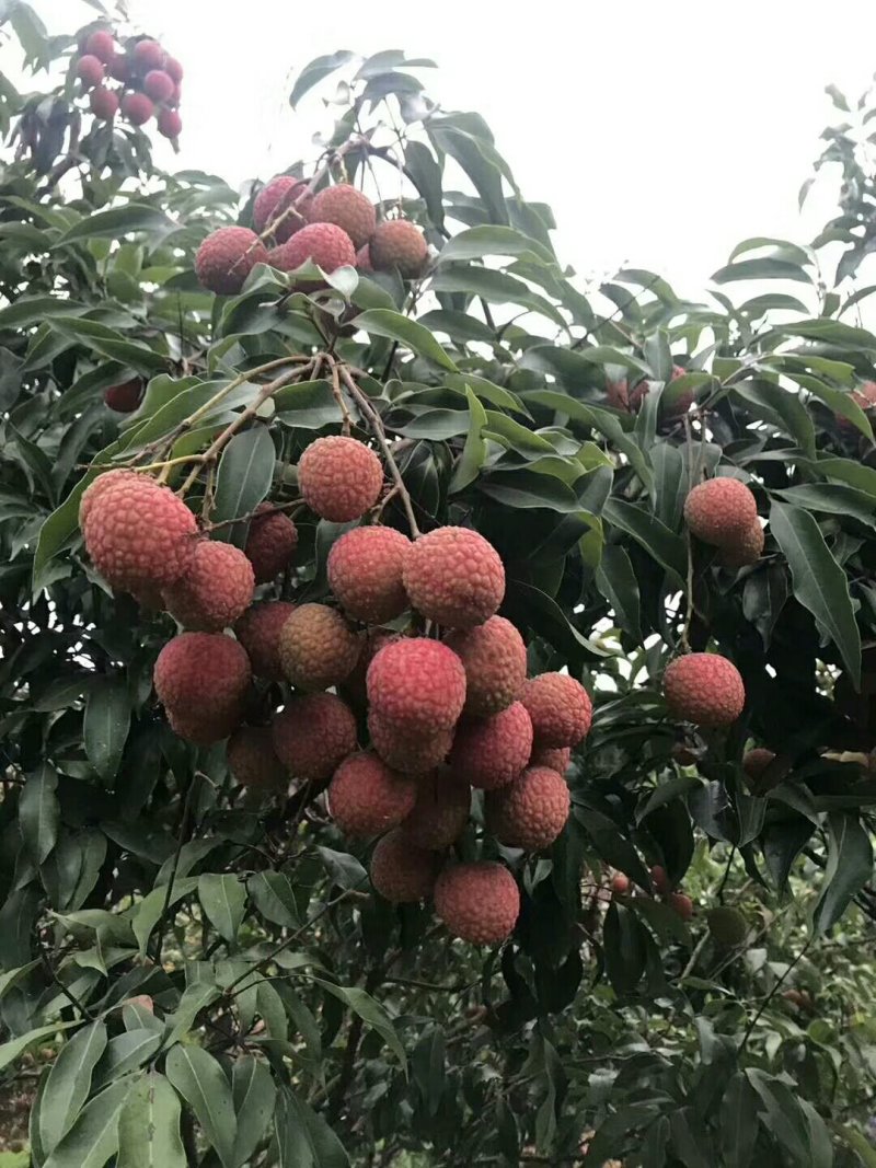 高州荔枝白糖罂