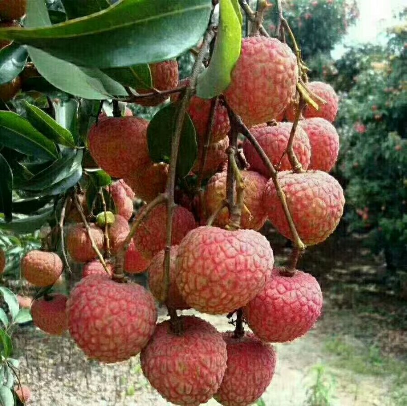 高州荔枝白糖罂