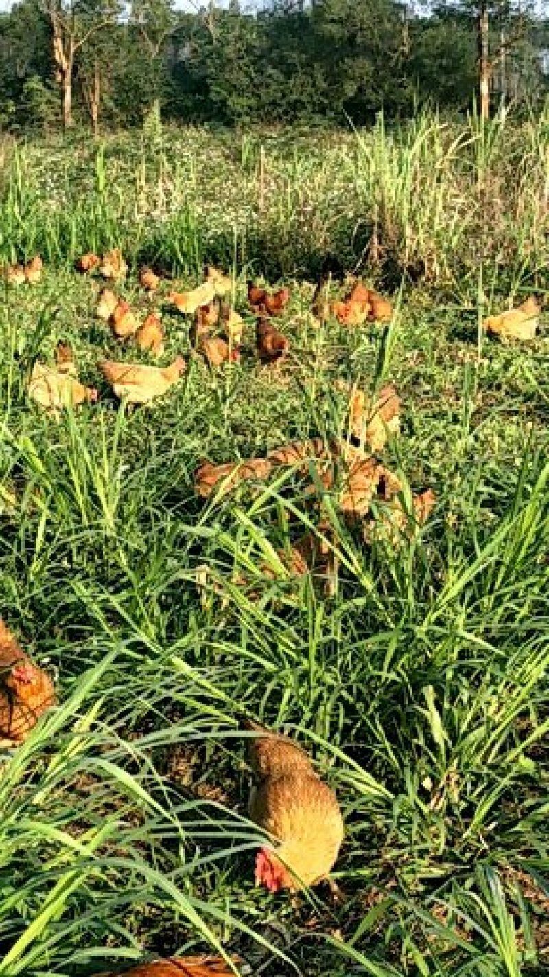 虫草鸡