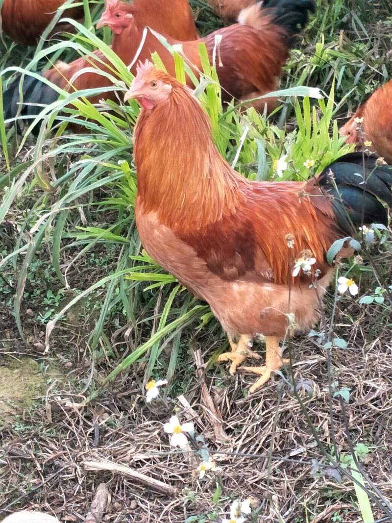 虫草鸡