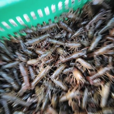 【热销】小龙虾苗种虾规格一致现场取货包送塘口。