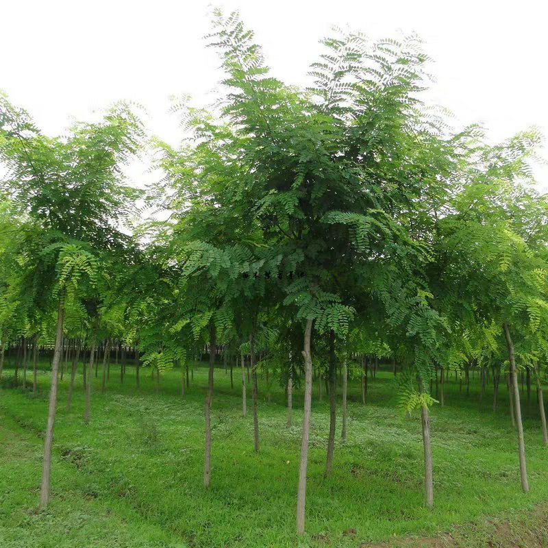 新采国槐种子速生国槐树种子黄花槐红花槐刺槐种子紫穗槐刺槐