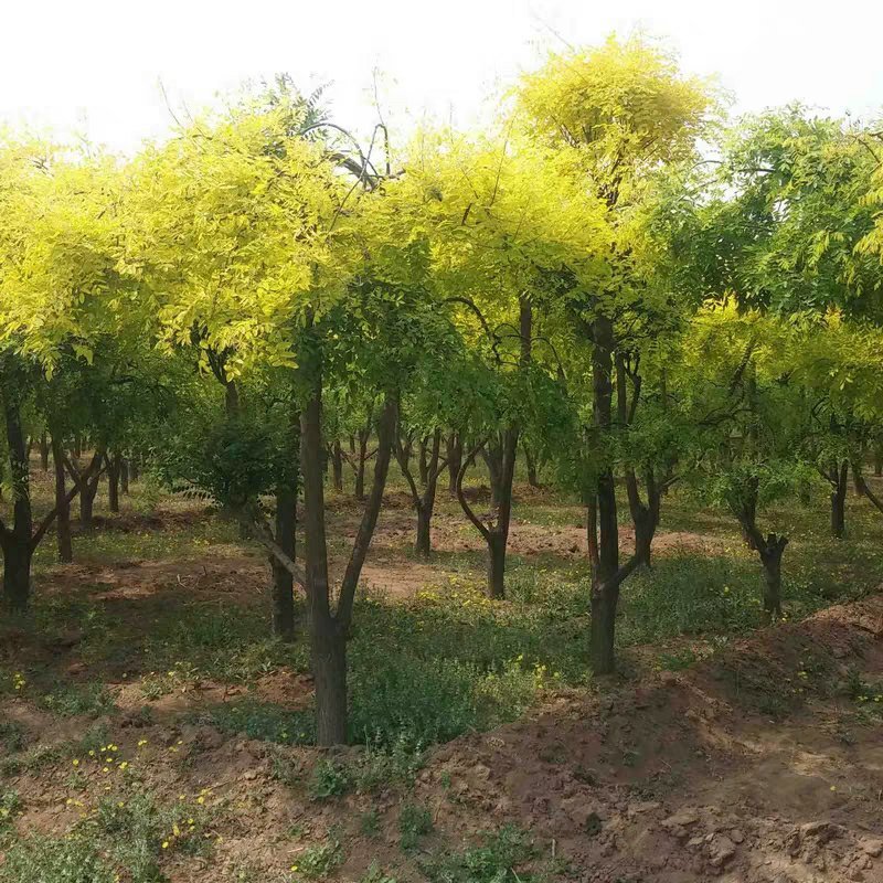 新采国槐种子速生国槐树种子黄花槐红花槐刺槐种子紫穗槐刺槐