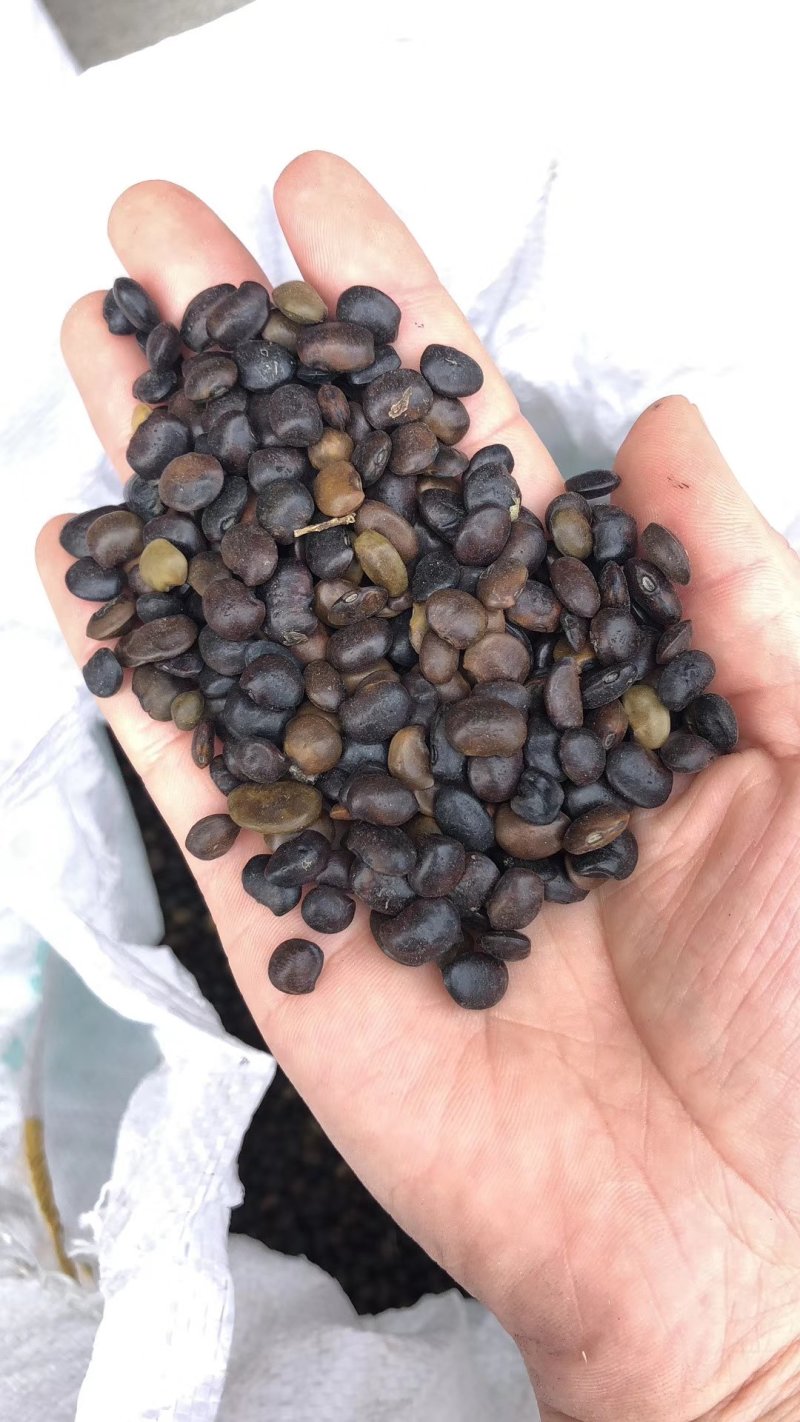 新采国槐种子速生国槐树种子黄花槐红花槐刺槐种子紫穗槐刺槐