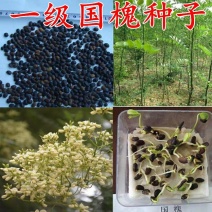 新采国槐种子速生国槐树种子黄花槐红花槐刺槐种子紫穗槐刺槐