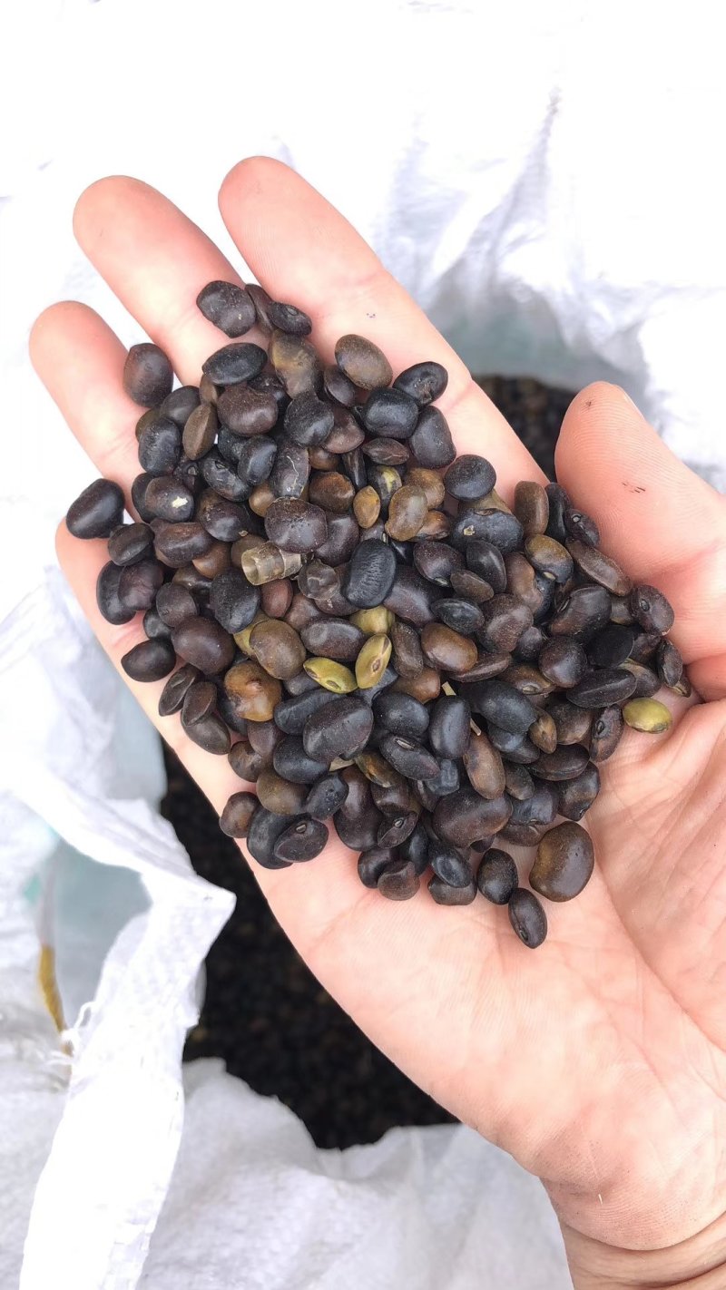 新采国槐种子速生国槐树种子黄花槐红花槐刺槐种子紫穗槐刺槐