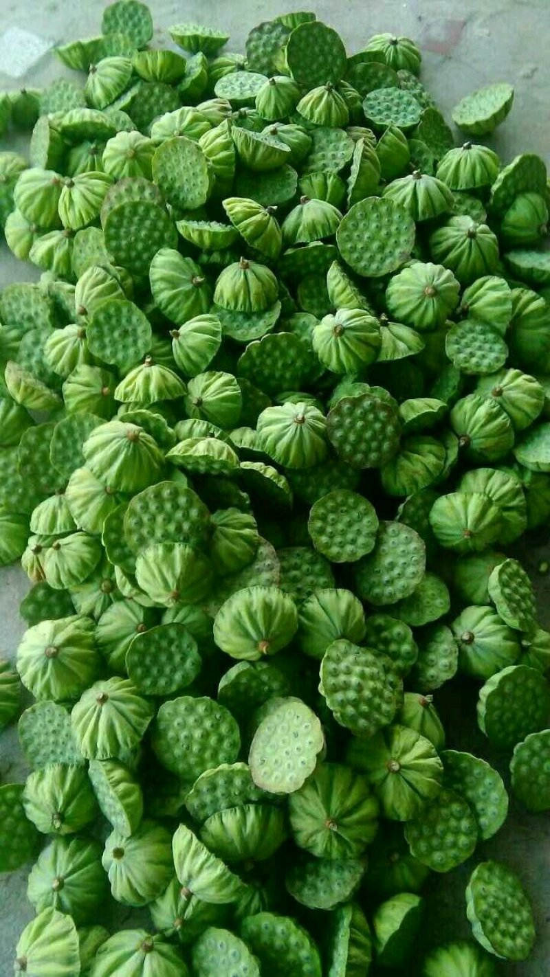 新鲜莲子，青莲子，个头大，品质粉糯，全国可发！