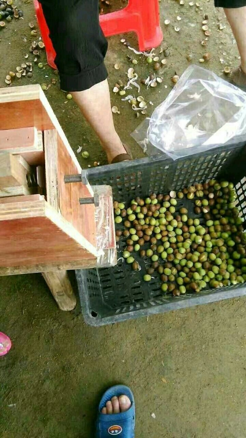 新鲜莲子，青莲子，个头大，品质粉糯，全国可发！